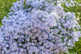 Blue Wood Aster : 1 Gallon