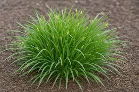 Common Wood Sedge : 1 Gallon