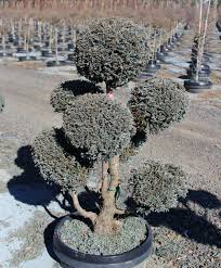 Boulevard False Cypress Pompom : 6 Gallon