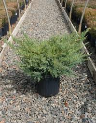 Nick's Compact Juniper : 3 Gallon