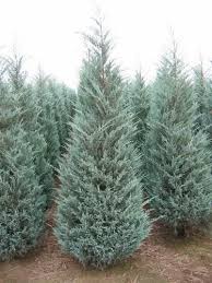 Moonglow Juniper : 6 Foot