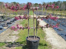 Apple Combo - Espalier : 7 Gallon