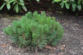 Dwarf Mugo Pine : 3 Gallon