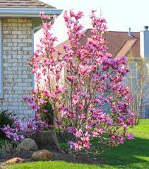 Tinkerbelle Magnolia : 5 Gallon
