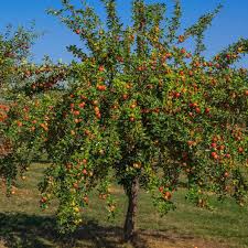 Gala Apple Tree : 5 Gallon