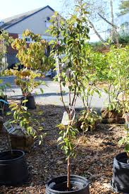 Kieffer Pear : 5 Gallon