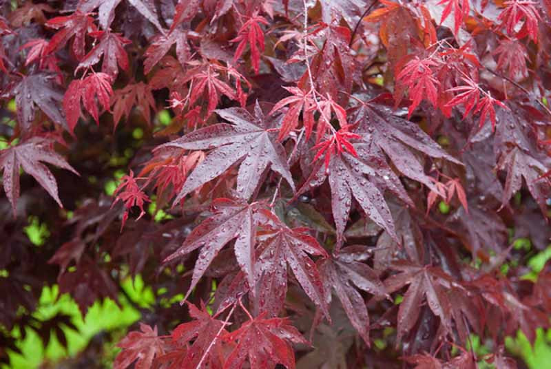 Bloodgood Japanese Maple : 10 Gallon
