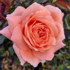 Easy Eleganc Sweet Fragrance Rose ® : 2 Gallon