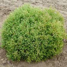 Linesville Arborvitae : 5 Gallon