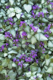 Purple Dragon Dead Nettle : 4 Inch Pot