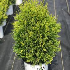 Cheer Drops Arborvitae ® PW : 5 Gallon