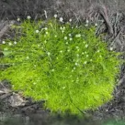 Irish Moss : 4 Inch Pot