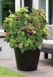 Baby Cakes Blackberry ® : 1 Gallon