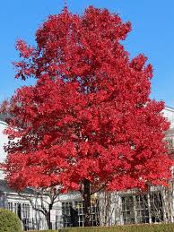 October Glory Maple : 10 Gallon