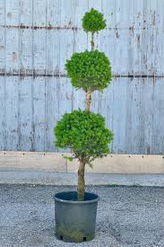 Dwarf Alberta Spruce, 3 Ball Topiary : 5 Gallon