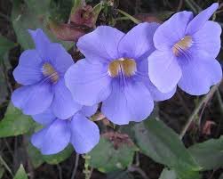 Thunbergia Vine : 1 Gallon