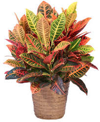 Croton - Assorted : 6 Inch Pot