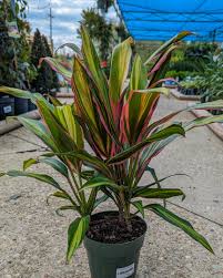 Cordyline : 8 Inch Pot