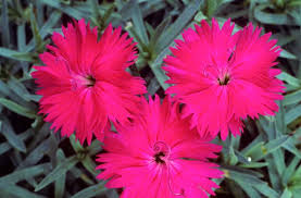 Neon Star Dianthus : 1 Gallon