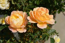 Lady of Shalott David Austin Rose : 3 Gallon