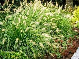 Hameln Fountain Grass : 3 Gallon