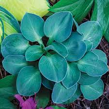 Blue Mouse Ears Hosta : 4 Inch Pot