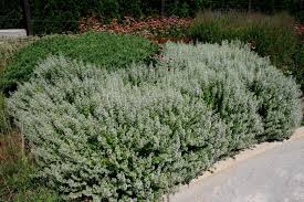 Lesser Calamint : 1 Gallon