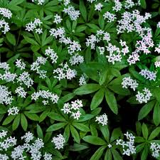 Sweet Woodruff : Pint