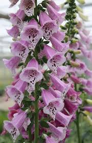 Foxglove Foxy : 1 Gallon
