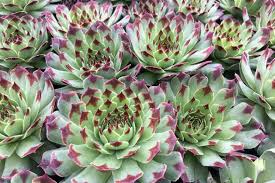 Hens and Chicks Mrs. Giuseppi : 4 Inch Pot