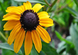 Brown Eyed Susan : 4 Inch Pot