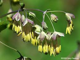 Early Meadow Rue : 4 Inch Pot