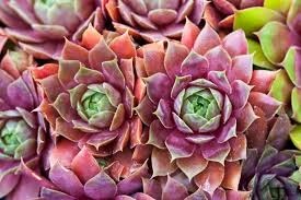 Hens and Chicks Houseleek : 4 Inch Pot