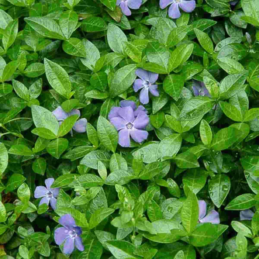 Vinca Minor Bowles : 6 Pack