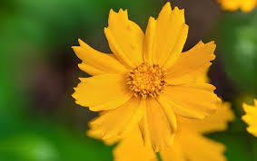 Nana Tickseed : 1 Gallon