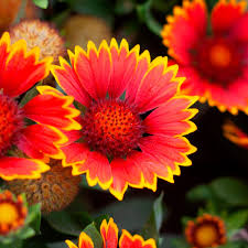 Spintop Orange Halo Blanket Flower : 1 Gallon