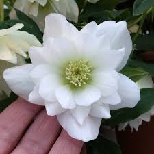 Hellebore Wedding Party Wedding Bells ® : 1 Gallon