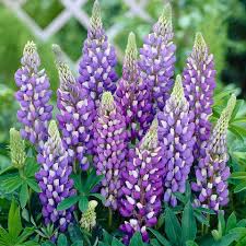 Gallery Blue Lupine : 1 Gallon