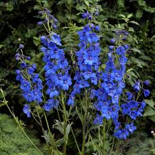 Delphinium Balladonna : 4 Inch Pot