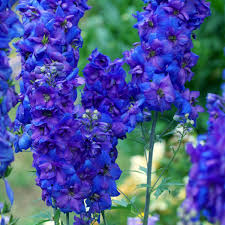 Black Knight Delphinium : 4 Inch Pot