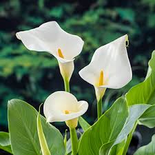 Calla Lily : 6 Inch Pot