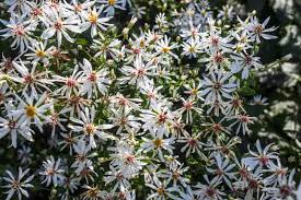 White Wood Aster : 1 Gallon