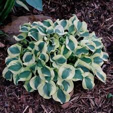 Miniskirt Hosta : 4 Inch Pot