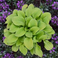 Sun Mouse Hosta : 4 Inch Pot
