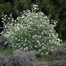 Koreanspice Viburnum : 2 Foot