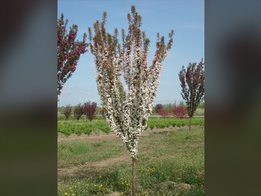 Adirondack Crabapple : 4.5 Inch
