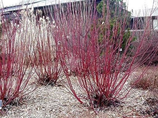 Alleman's Compact Red Twig Dogwood : 4 Foot