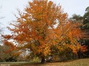 American Beech : 5.5 Inch