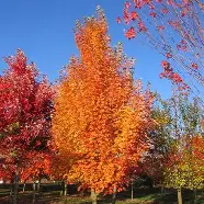 Armstrong Gold Maple : 5.5 Inch