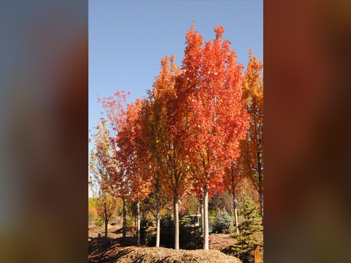 Armstrong Gold Maple : 6 Inch